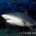 shark_bull_1d_srmr_beqa_h_0341_fij9270_rv.jpg